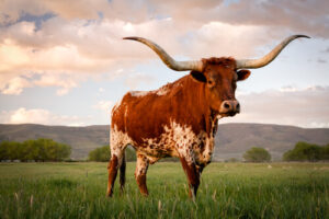 Beautiful Bull on a Texas Ranch at Dusk